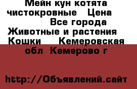 Мейн-кун котята чистокровные › Цена ­ 25 000 - Все города Животные и растения » Кошки   . Кемеровская обл.,Кемерово г.